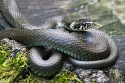 Жительница Волгоградской области обнаружила в унитазе змею - NEWS-R