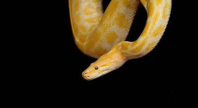 В Австралии полутораметровый питон выполз из унитаза Змея укусила  65-летнего австралийца за гениталии, когда.. | ВКонтакте