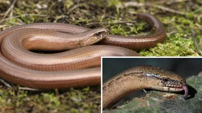 Веретеница ломкая (Anguis fragilis)