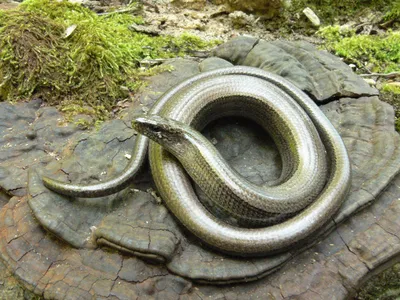 Веретеница ломкая (Anguis fragilis)