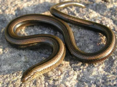 Веретеница ломкая (Anguis fragilis)