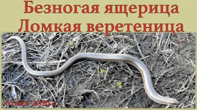 Природа (красивые фото природы: моря, озера, леса) :: желтопузик :: не змея  :: ломкая веретеница :: ящерицы / смешные картинки и другие приколы:  комиксы, гиф анимация, видео, лучший интеллектуальный юмор.