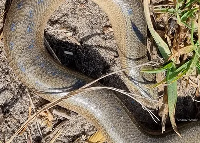 Веретеница ломкая (Anguis fragilis)