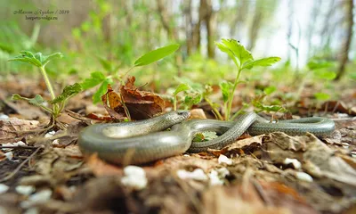 Герпетофауна Поволжья - Веретеница ломкая (Anguis fragilis)