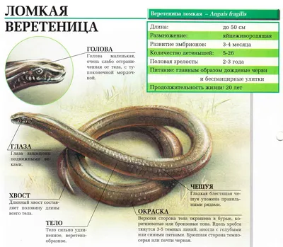 Зверье мое: где живет на Кубани ящерица, похожая на змею