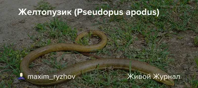 Желтопузик - Сайт государственного учреждения Тульской области «Тульский  областной экзотариум»