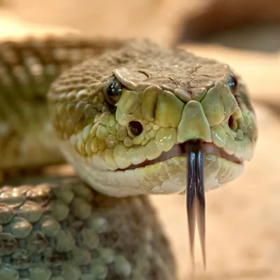 Ручная змея во время ДТП испугалась и убила хозяина
