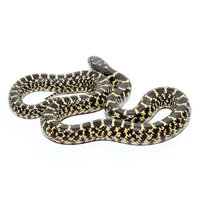 Королевская змея великолепная (Lampropeltis getula splendida) купить в  Планете экзотики