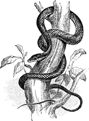 Рисунок змея на ветке - 64 фото