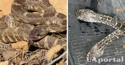 В змеином парке в Ист-Лондоне гремучая змея родила двуглавого детеныша –  фото и видео