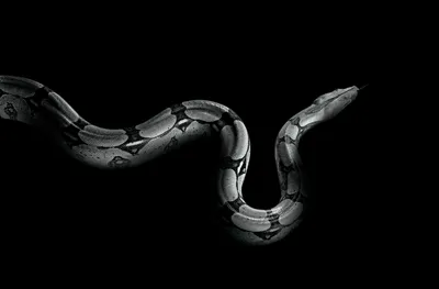 Змея на черном фоне - 59 фото