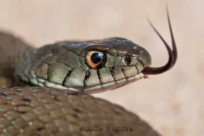Фото Змея с высунутым языком, by Julio Gоmez Raindo