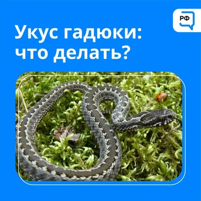 Рязанцам рассказали, что делать если укусила змея | Рязанские ведомости