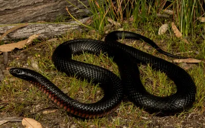 Картинка Черная краснобрюхая змея » Змеи » Животные » Картинки 24 - скачать  картинки бесплатно