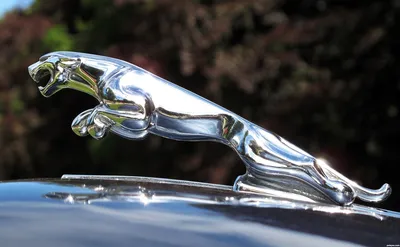 Компания Jaguar изменила логотип — Motor