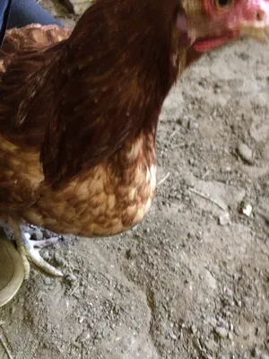 У курицы забился зоб.... - Ветеринарная клиника \"Фелис\" | Facebook