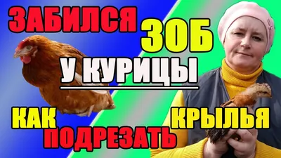 Почему забился зоб у курицы – 5 причин и диагностика | Курочка | Дзен