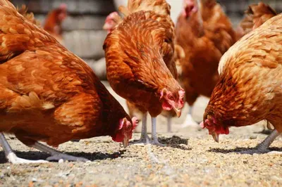 Зачем курица ест камни? | Статьи ООО Укрвет