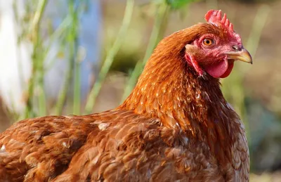 Большой зоб у курицы: что делать, если он забился или воспалился? Причины,  симптомы, лечение, профилактика