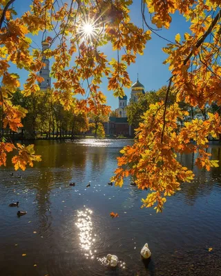 Золотая осень в москве фото