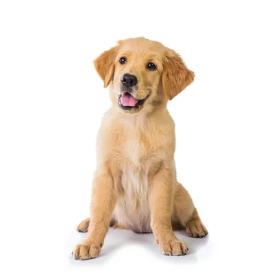 Косметика Bio-Groom для собак породы Золотистый ретривер