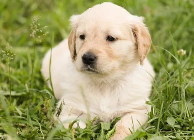 Золотистый ретривер порода собак - товары для хаски | VetaStar