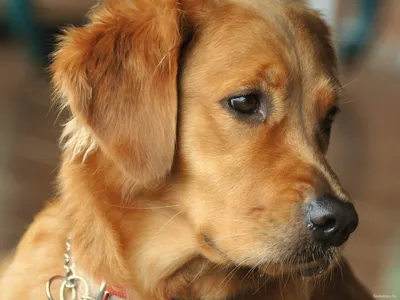 Сухой корм Royal Canin \"Golden Retriever Adult\" для собак породы золотистый  ретривер старше 15 месяцев, цены в Самаре, характеристики, фото, для  взрослых собак (1-6 лет) в интернет-магазине Клампи