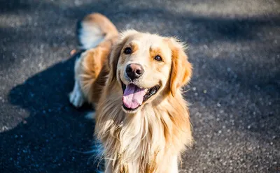 золотистый ретривер лежит осенью, фото собаки золотистого ретривера,  собака, золотистый ретривер фон картинки и Фото для бесплатной загрузки