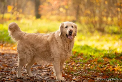 Корм Royal Canin для собак породы золотистый ретривер Golden Retriever 3кг