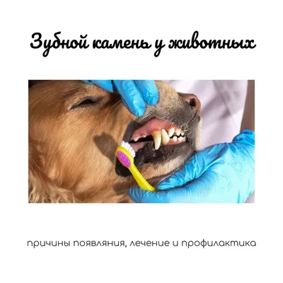 Зубной камень у кошек и собак: симптомы и лечение: что это такое, симптомы  и первая помощь — ветклиника Bonita (Климовск)