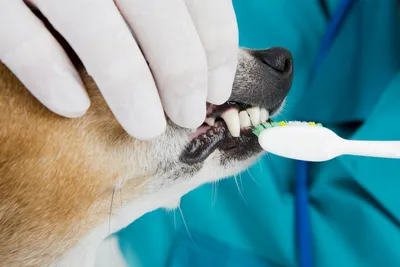 Удалить зубной камень у собаки (35 фото) - картинки sobakovod.club