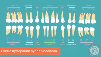 Корни Зубов [1,2,3] Как Узнать Количество- ЛюмиДент