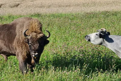 В Вилкавишкском районе в поле рядом с коровами пасся зубр - RU.DELFI