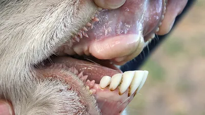 Зубы барана фото