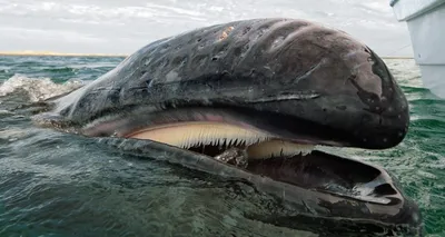 Зубы кита фото