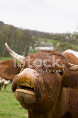 Сколько зубов у коров | Знай ферму | Дзен
