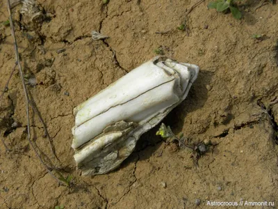 Средневековый зуб. В Тульской области найдены останки древних коров, их  хотят клонировать