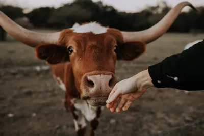 Умная Ферма - Интересные факты о коровах: 1.За одни только... | Facebook