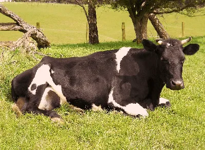 Череп коровы (Bos taurus), с рогами, препарат - 1020978 - T300151w -  Скелеты сельскохозяйственных животных - 3B Scientific