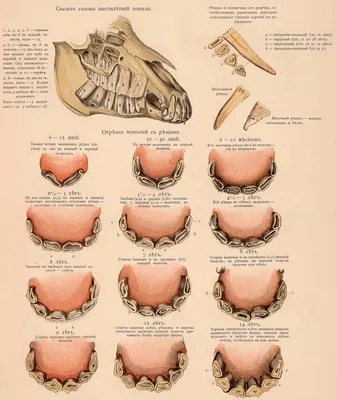 Зубы лошади, определение возраста лошади | ВКонтакте
