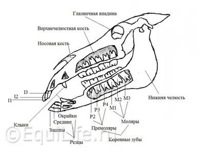 Зубы лошади. Часть 2. | Пикабу