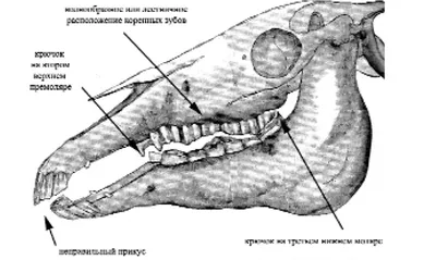 Как проверить, нужно ли вашей лошади или ослу обратиться к стоматологу |  ВКонтакте