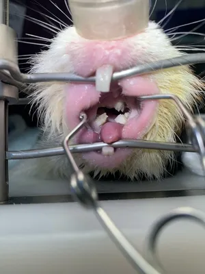 Зубы морской свинки фото