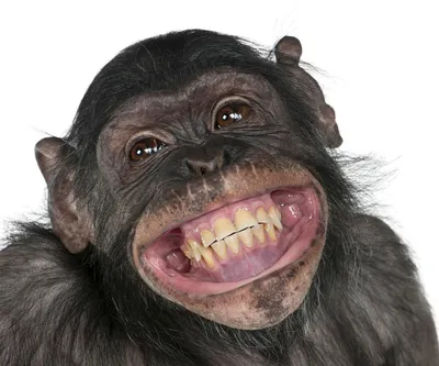 Зубы обезьяны фото