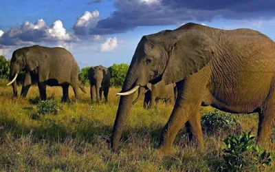 ЕВРО-Дент - Ну интересно же!😁 У слонов по два верхних моляра и нижних  моляра, при этом коренной зуб слона может весить до 9 килограммов. ⠀ Из-за  особенностей строения зубов слон не пережевывает