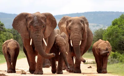 Addo Elephant National Park» — фотоальбом пользователя mmrudolf на  Туристер.Ру