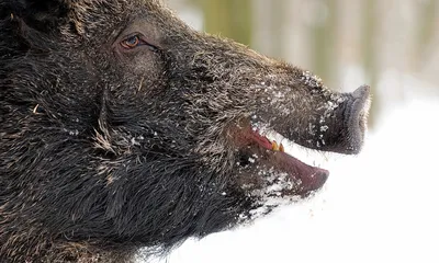 Иллюстрация Разгневанных Диких Свиней Головы, Показывая Зубы, Глядя В  Сторону, Установленного Внутри Круга На Фоне Изолированной, Проделанной В  Мультяшном Стиле. Клипарты, SVG, векторы, и Набор Иллюстраций Без Оплаты  Отчислений. Image 35848819