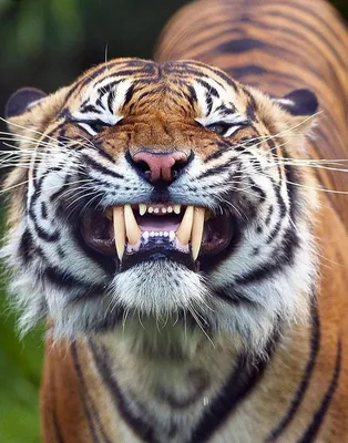 Тигр зубы стоковое изображение. изображение насчитывающей одичало - 27078977