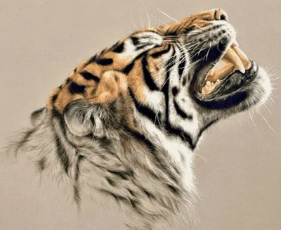 Зубы тигра фотографии