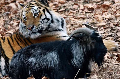 Крупный план пасти тигра с обнажёнными зубами. | Премиум Фото